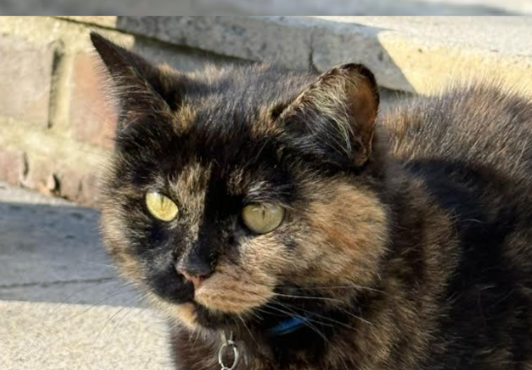 Pixie, the Horizon HQ office cat